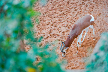 The blesbok or blesbuck (Damaliscus pygargus phillipsi) is an antelope endemic to South Africa