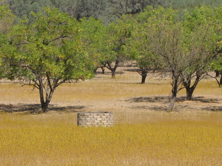 Well in the Meadow