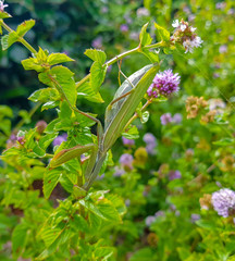 green mantis religiosa in mint plant waiting for its prey.