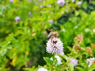 a large working bee collects nectar from field mint flowers.