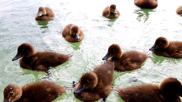A flock of wild ducks to catch food.