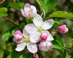 Fototapeta na wymiar Apfelblüten im Sonnenlicht - Blütezeit im Etschtal bei Meran