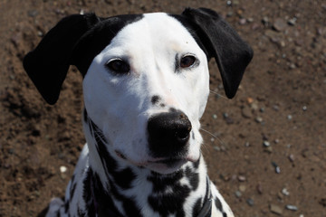 Dalmatian face