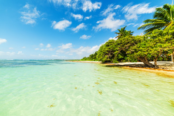 Palm trees and clear water in Bois Jolan beach in Guadeloupe