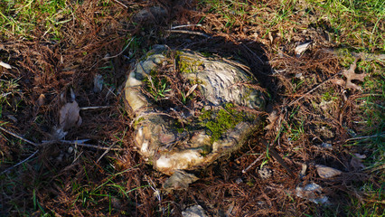 Baumstumpf, abgesägter Baum, siehrt aus wie ein Herz, mit Moos bewachsen und überwuchert