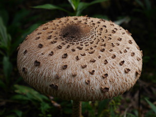 Grzyb Wiosna brąz  © Norbert