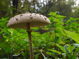 Grzyb kapelusz wiosenna kania