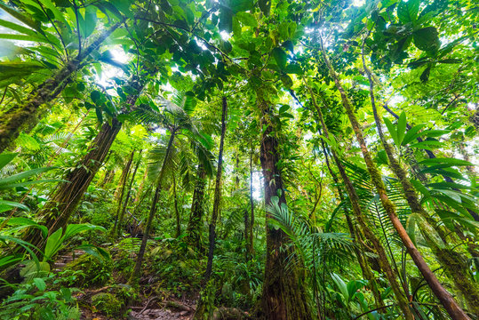 Lush tropical vegetation in Basse Terre jungle in Guadeloupe