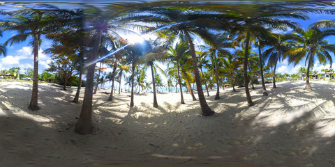 360 degrees view of palm trees by the sea in Bois Jolan beach in Guadeloupe