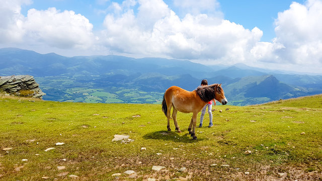Breeding small pottoka breed horses with children playing