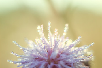 Close-up of abstract and blur drops on a one dry flower with variable focus and blurred background in the rays of the rising sun. Copy space.