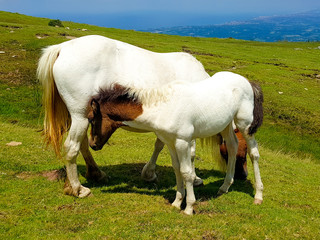 Obraz na płótnie Canvas horse mare of the pottoka breed with her young. On Mount Larun, border Spain and France.