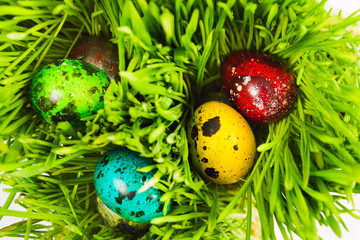 Easter bright background with colorful quail eggs in natural green grass