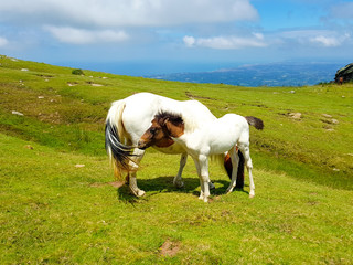 horse mare of the pottoka breed with her young. On Mount Larun, border Spain and France.