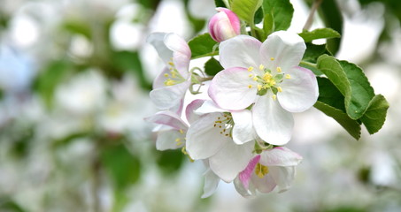 Fototapeta na wymiar Apfelblüte im Frühling - Banner und Freisteller