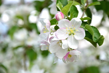 Fototapeta na wymiar Wunderschöne weiße und zartrosa Apfelblüten 