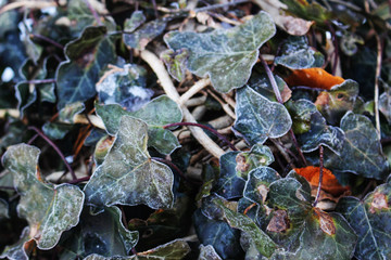Ivy and frost