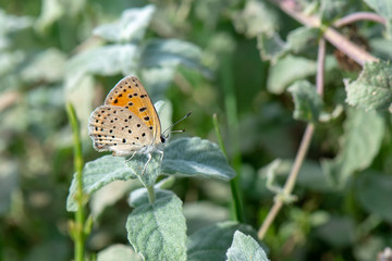 Lycaenidae / Alev Ateşi / Turkish Fiery Copper / Lycaena kefersteinii	