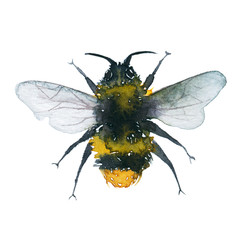 Watercolor illustration of an isolated flying bumblebee on a white background. Drawing of a bumblebee on a white background.