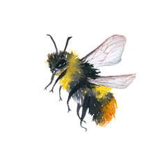 Watercolor illustration of an isolated flying bumblebee on a white background. Drawing of a bumblebee on a white background.