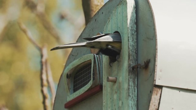 Small tit bird fly in to a caravan nest in slow montion - cloce up.
