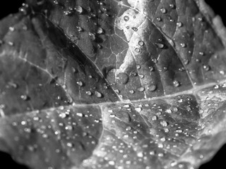 water drops on  leaf in macro, black and white
