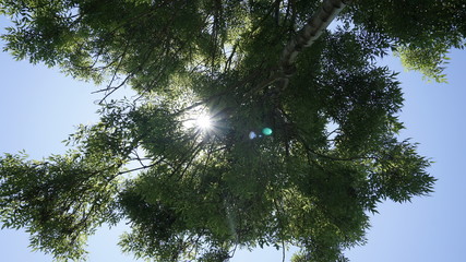 Below bottom view of branches of a beech or spruce tree top. Clear, bright blue sky and sun light rays is visible through tree branches. Huge, strong, high old deciduous tree in scenic nature view.