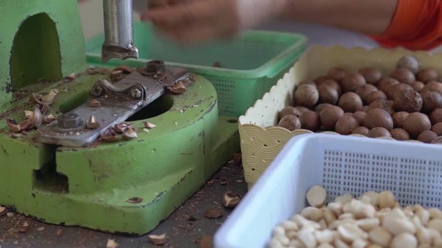 A farmer is cracking macadamia nut shell by using nut-cracking machine.