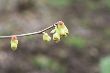 Spike winter hazel (Corylopsis spicata)