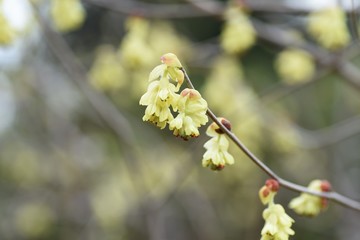 Spike winter hazel (Corylopsis spicata)