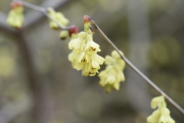 Spike winter hazel (Corylopsis spicata)