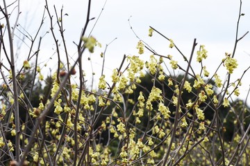 Obraz premium Spike winter hazel (Corylopsis spicata)