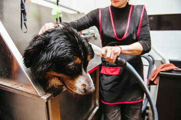 dog wash before shearing. Berner Sennenhund