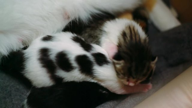 1-week-old kittens cuddle and suckle at their mother