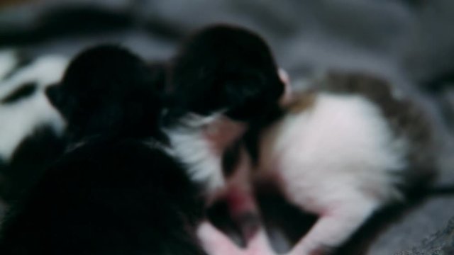 Four 1-week-old kittens crawl and cuddle over each other