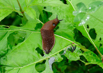spanische nackt schnecke