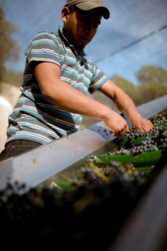 Man sorting grapes for winemaking.