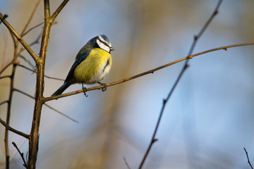 mésange