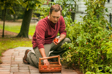 Man picking tomatoes from garden.