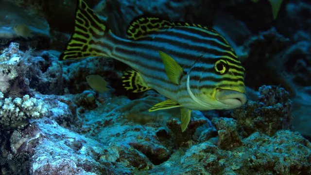 รูปภาพPlectorhinchus เลือกดูภาพถ่ายสต็อก เวกเตอร์ และวิดีโอ838