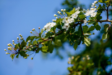 Blooming bushes branch in springtime. Beautiful white florets in orchard. Blue sky. Spring bushes with soft focus and blurry. Toned image doesn’t in focus.