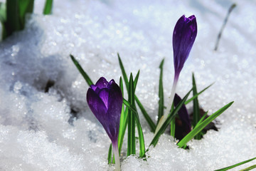 Fototapeta na wymiar purple spring snow