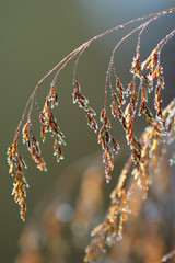 Tussock grass (Deschampsia cespitosa) inflorescence close-up.