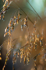 Tussock grass (Deschampsia cespitosa) inflorescence close-up.