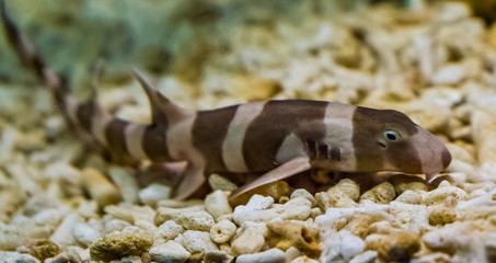 juvenile brown banded bamboo shark laying on the bottom, popular fish in aquaculture, tropical...