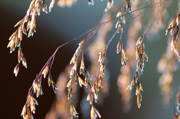 Tussock grass (Deschampsia cespitosa) inflorescence close-up.