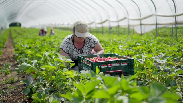 A woman collects fresh strawberries for sale in a large greenhouse at a farm in Germany.