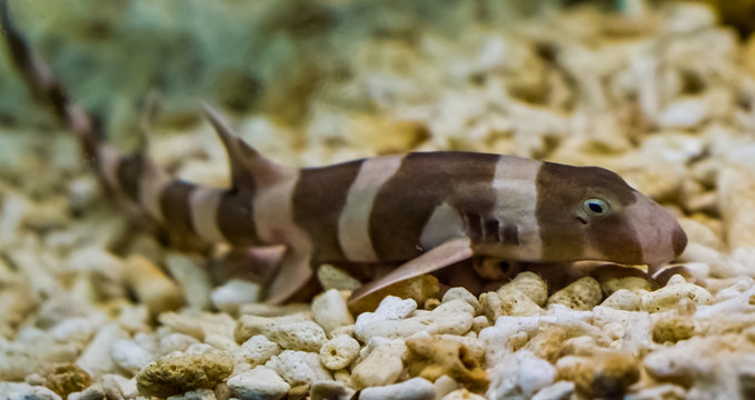 juvenile brown banded bamboo shark laying on the bottom, popular fish in aquaculture, tropical young fish from the pacific ocean