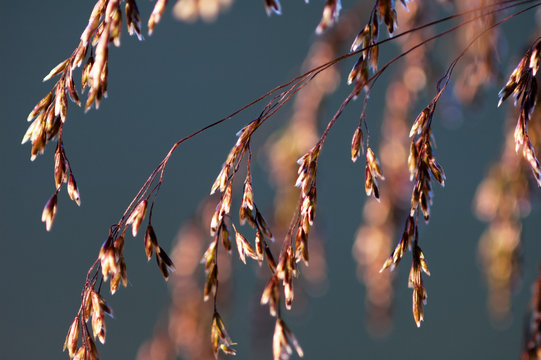 Tussock grass (Deschampsia cespitosa) inflorescence close-up.