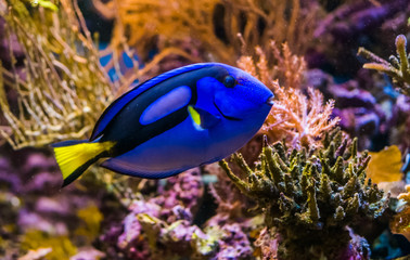 closeup of a blue tang surgeonfish, popular tropical aquarium pet, exotic fish from the pacific...